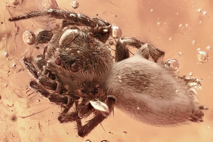 Detailed Fossil Spider (Salticidae & Oonopidae) In Baltic Amber #335561